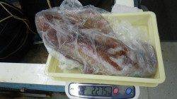 見草でエギング、一投目でアオリ2kgオーバー！