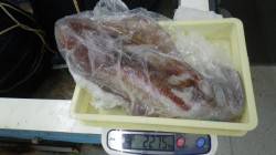 見草でエギング、一投目でアオリ2kgオーバ…