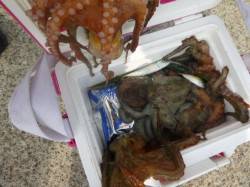 北公園ＲＴ　タコは今がピークか！ 