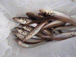 ☆なぎさの小アジ☆泉大津　昼RT１５日