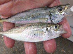 兵突　サヨリ、アジ、タコにシイラ？