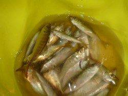 兵突の夜寄るサビキがきてますよ！