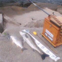 シラサエビでハネとキビレ!南芦屋浜石畳