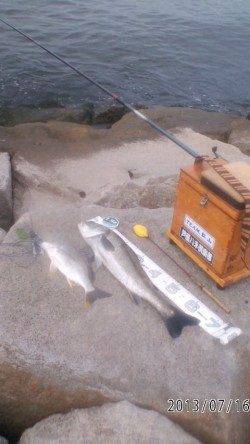 シラサエビでハネとキビレ!南芦屋浜石畳