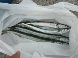 サヨリスタート！【砂上げ場】泉大津RT15…