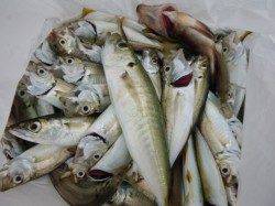 神戸空港　２５ｃｍめくりアジ出た！