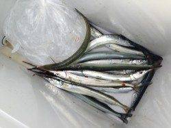 【朝からサヨリちゃん入れ食い】南芦屋浜