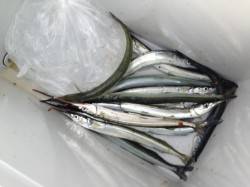 【朝からサヨリちゃん入れ食い】南芦屋浜