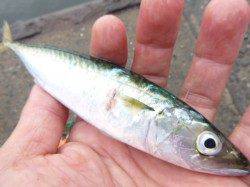 北公園と小野浜　サビキ絶好調