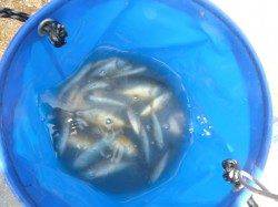 【サヨリ・アジ入れ喰い】アジュール舞子RT