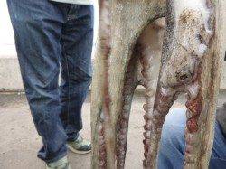 兵突のタコ、イカ、アナゴ