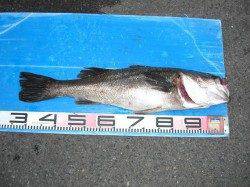 和田防、２１日の釣果