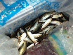 【サビキ絶好調～♪】南芦屋浜