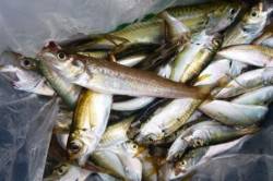 小アジはやっぱり朝がイイ★サヨリも♪