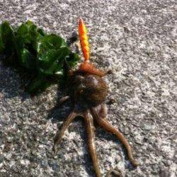 短時間タコ釣行♪（タコやん編）