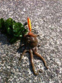 短時間タコ釣行♪（タコやん編）