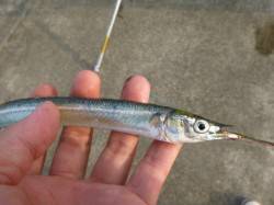 神戸空港ＲＴ　サヨリなど