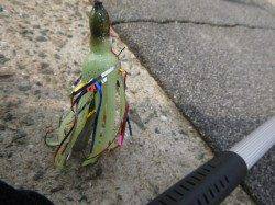 北公園RT タコは今がピークか!