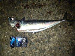 アジュール舞子 ウキ釣りでサバ〜38cm3匹 エサはサンマの切り身がオススメ