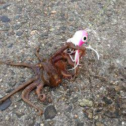 大阪南港、短時間オクトパッシング