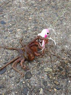 大阪南港、短時間オクトパッシング