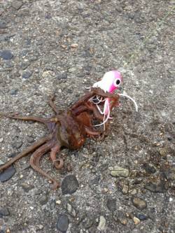 大阪南港、短時間オクトパッシング