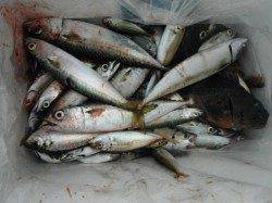 釣れすぎやん♪岸和田一文字RT15日