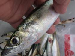 小野浜は投げ釣りも熱い