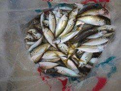 大きなアジが釣れてます！・１５日田ノ浦ＲＴ