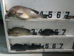 椿の地磯　フカセでコロダイ・グレ