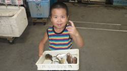 芳養の堤防　サビキでアコウゲット！