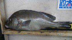 みなべ目津　フカセでヘダイ・コロダイ・イサギ