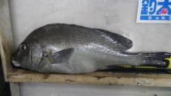 みなべ目津　フカセでヘダイ・コロダイ・イサ…