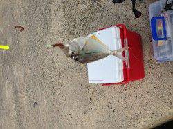 大津川尻水銀灯でちょい投げ、シロギスなど釣れました