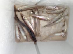 大津川尻水銀灯でちょい投げ、シロギスなど釣…