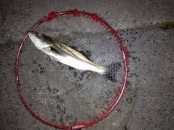 南港でイソメを使ってウキ釣り、ほどよく当た…