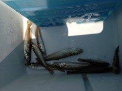 汐見埠頭　SLエアシンカーのちょい投げでキス〜15cm7匹