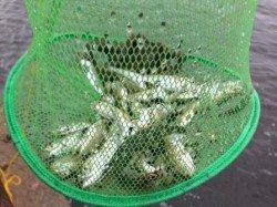 早朝からサヨリ釣れる！豆アジも！南芦屋浜