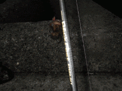 網干浜北東面　朝のオクトパッシングでマダコ2匹