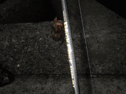 網干浜北東面　朝のオクトパッシングでマダコ…