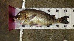 天神崎でフカセ、コロダイ64cmで自己記録更新！