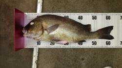 天神崎でフカセ、コロダイ64cmで自己記録…