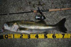 大阪南港、シーバスの釣果