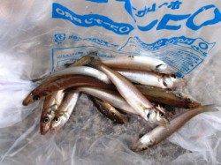 キス順調♪良型も!!　泉大津RT　16日あさ