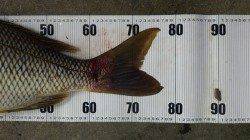 元島　ズボ釣りでタマミ77.5cm