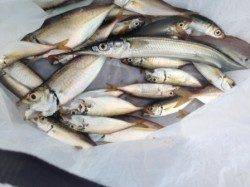 早朝からサヨリ釣れる！豆アジも！南芦屋浜