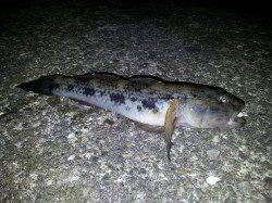 和歌川河口　エイの猛攻の中、ブッコミ釣りでウナギ2匹　