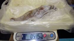 みなべ　エギングでアオリイカ〜515gを1…