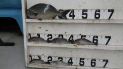 見草でオキアミフカセ釣り〜時合いで釣れまし…