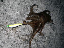 網干浜北東面　オクトパッシングでマダコ5匹☆アタリは10回アリ